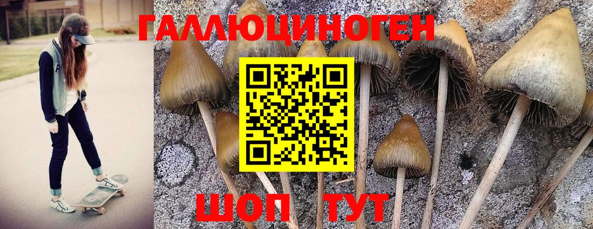 Волгоград  Галлюциногенные грибы GOLDEN TEACHER  Вход с VPN 